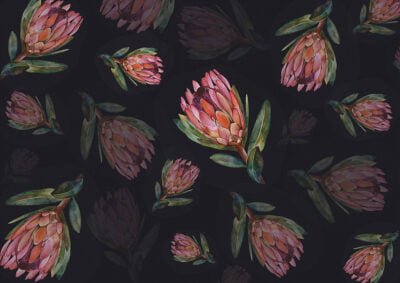 Flower wallpaper with delicate proteas on the dark background