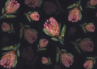 Flower wallpaper with delicate proteas on the dark background