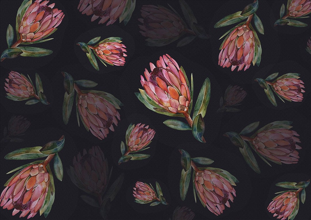 Flower wallpaper with delicate proteas on the dark background