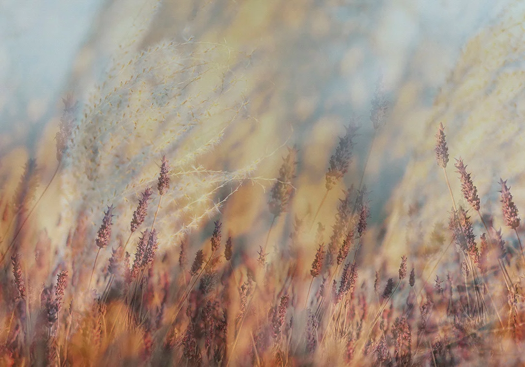 Nature wall mural with autumn wheat with crimson sky