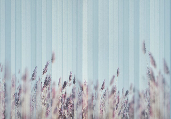 Delicate lavender behind the blue glass wall mural