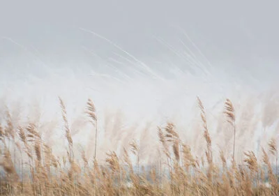 Nature wall mural with golden wheat field