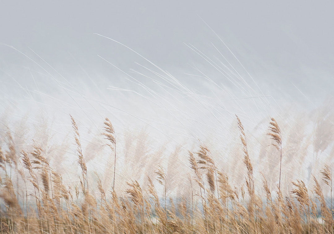 Nature wall mural with golden wheat field