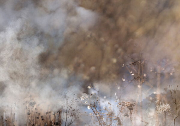 Nature wall mural with wildflowers and plants in the haze