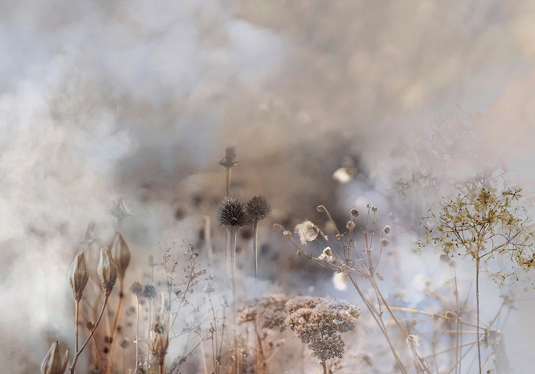 Nature wall mural with grass and flowers in the fog in blue and beige tones
