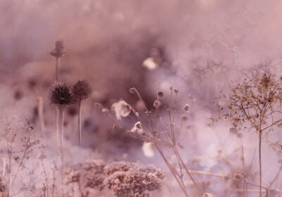 Nature wall mural with grass and flowers in the fog in pink tones