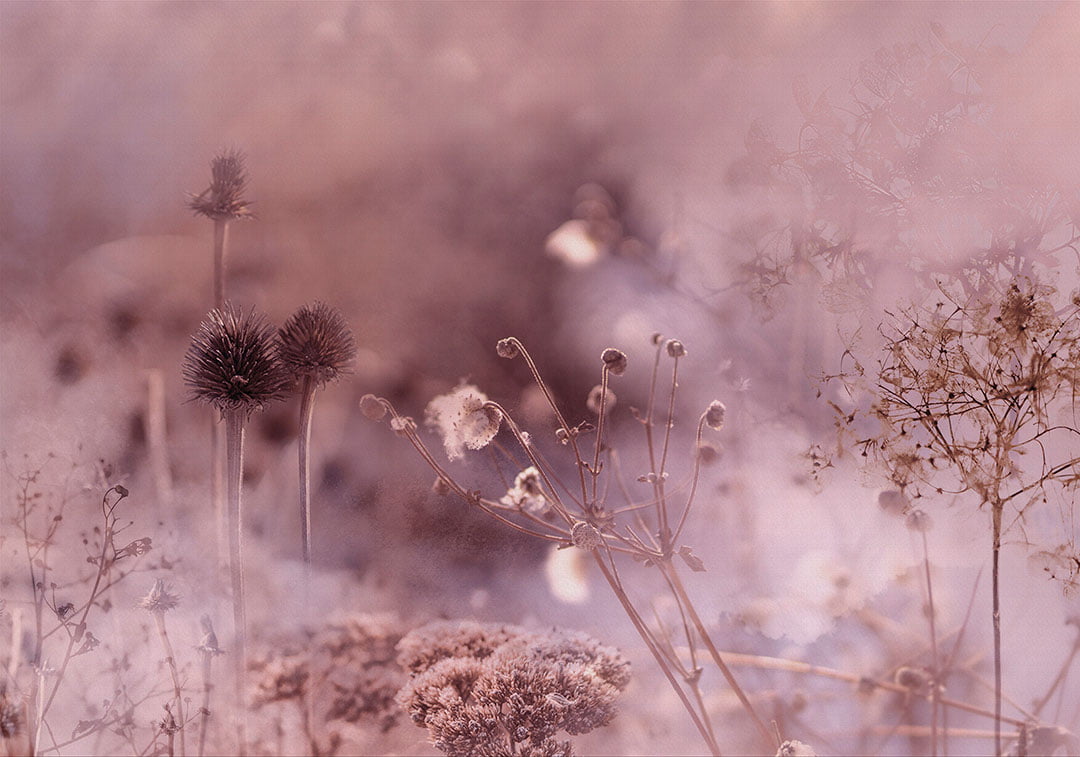 Nature wall mural with grass and flowers in the fog in pink tones
