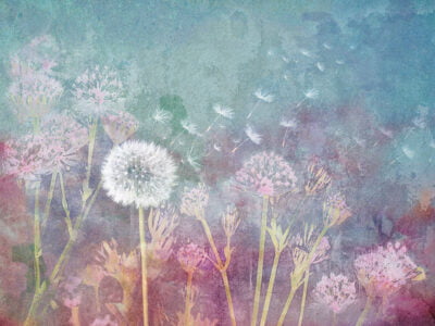 Delicate dandelion flowers wall mural on bright watercolor background