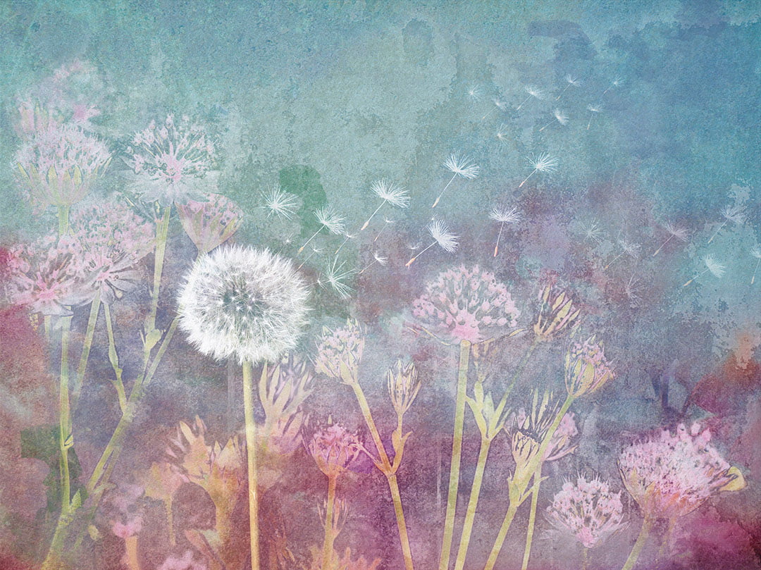 Delicate dandelion flowers wall mural on bright watercolor background