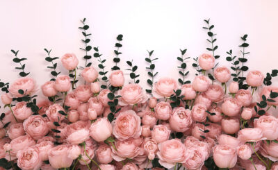 3D rose flowers on a white background wall mural