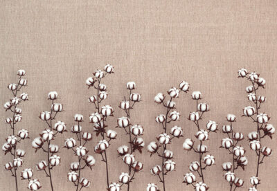 Cotton flowers on the beige textured background 3D wall mural