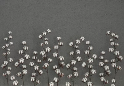Cotton flowers on the graphite textured background 3D wall mural