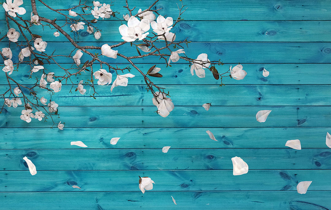 White cherry flower 3D wall mural on background with blue wood