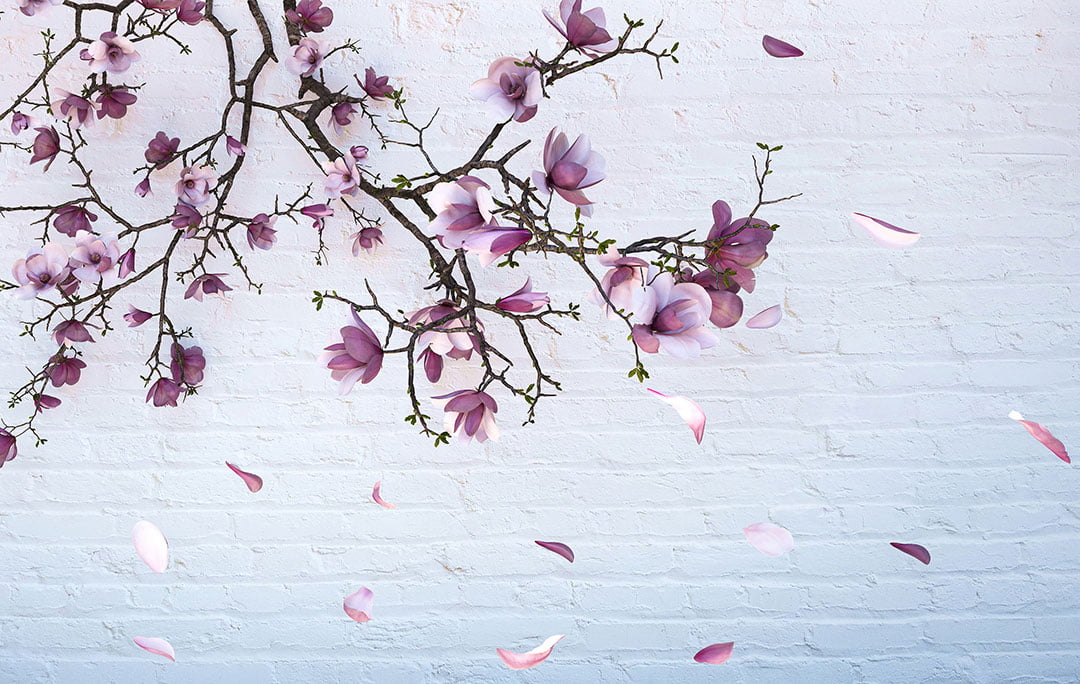 Sakura branches on the brick background 3D wall mural