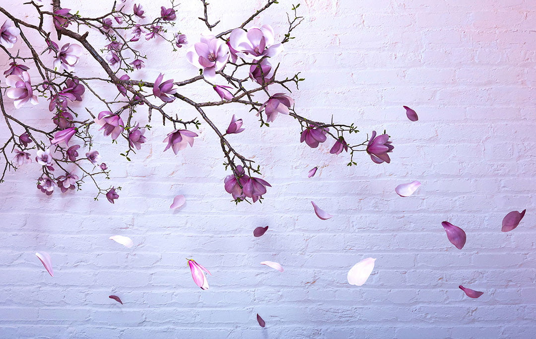 Sakura branches on the gradient brick background 3D wall mural