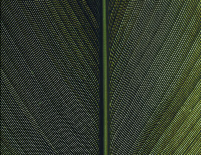 Structure of a green leaf wall mural