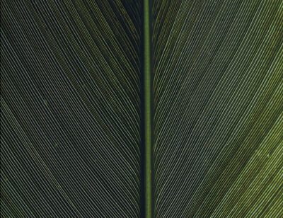 Structure of a green leaf wall mural