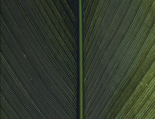 Structure of a green leaf wall mural