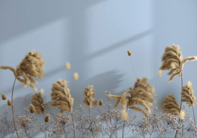 Pampas grass 3D wall mural on the blue background