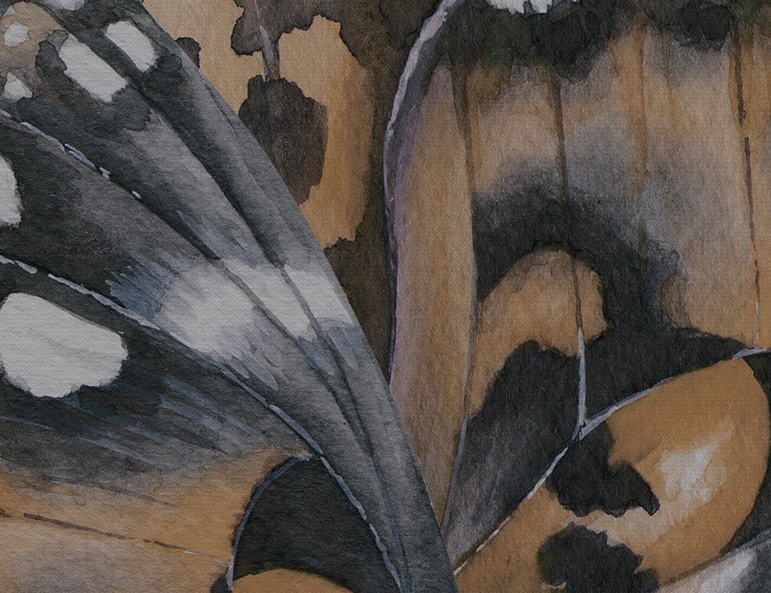 Designer wall mural with gray and orange textured butterfly wings