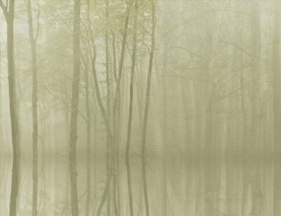 Mysterious forest wall mural