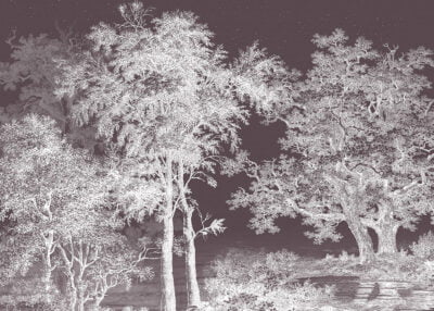 White illustrated forest on the dark sky wall mural