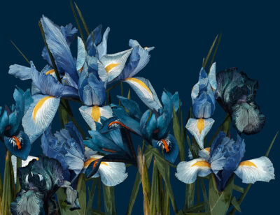 Detailed large iris flower wall mural on the navy blue background
