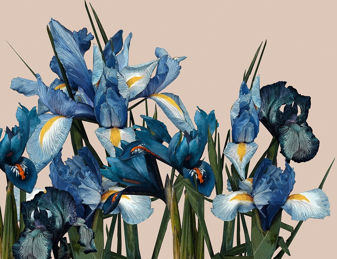 Detailed large iris flower wall mural on the beige background