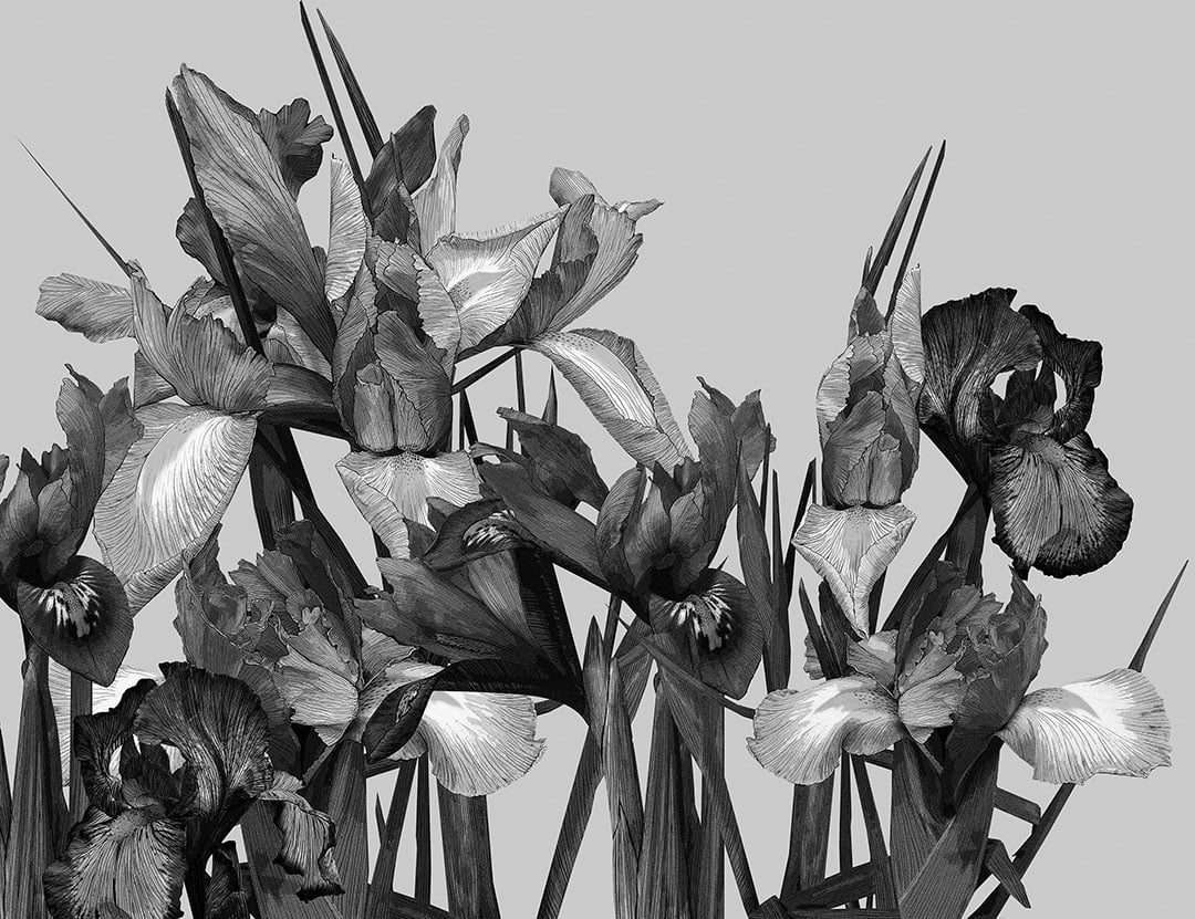 Detailed large iris flower wall mural in black and white