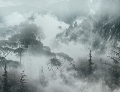 Foggy trees and rocks in gray colors wall mural