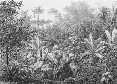 Grunge etching wall mural with tropical leaves and trees in black and white