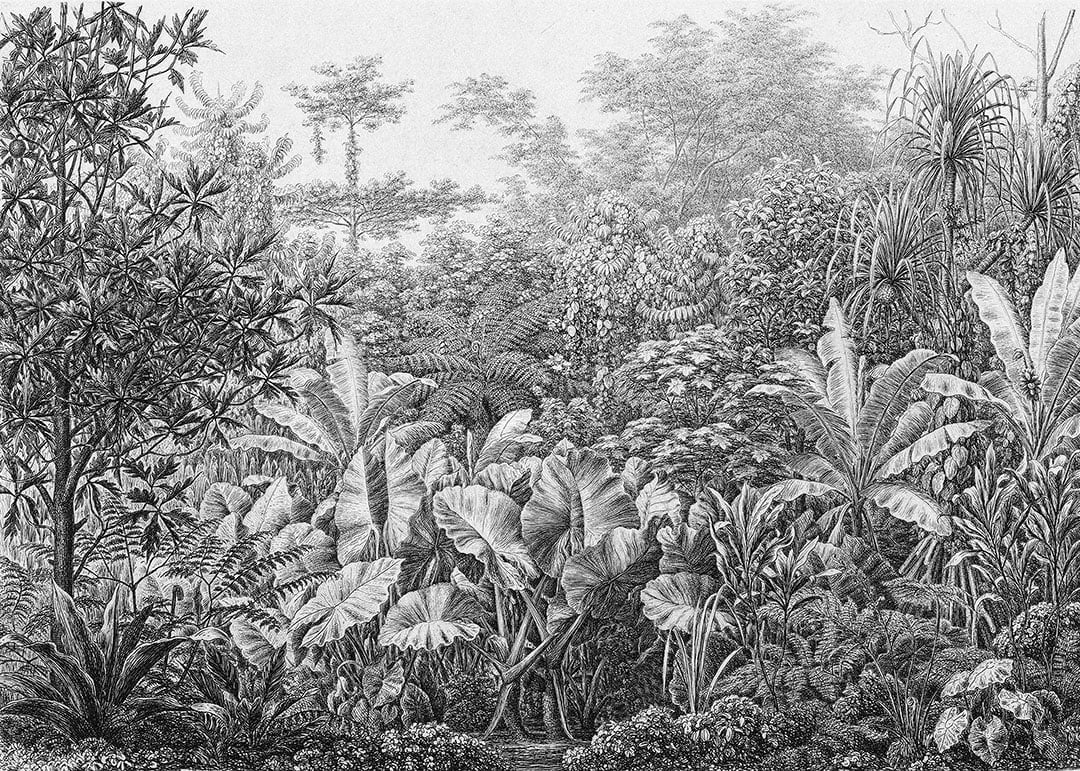 Grunge etching wall mural with tropical leaves and trees in black and white