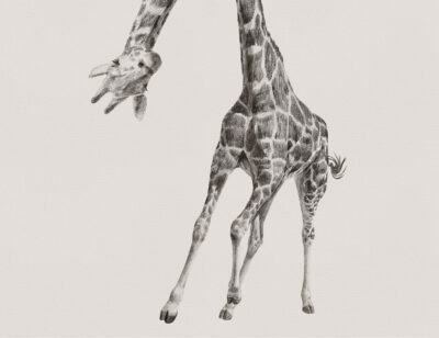 Hand-drawn detailed giraffe kids wall mural in monochrome