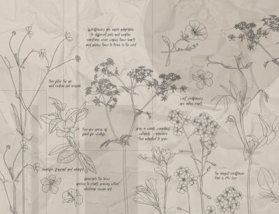 Botanical illustrations of wildflowers with inscriptions and geometry wall mural
