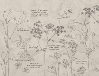 Botanical illustrations of wildflowers wall mural with inscriptions