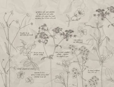 Botanical illustrations of wildflowers wall mural with inscriptions