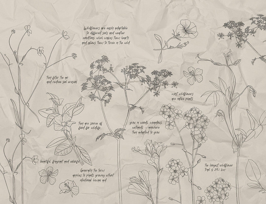 Botanical illustrations of wildflowers wall mural with inscriptions