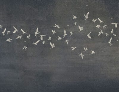 Delicate birds wall mural on a dark textured background