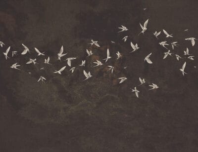 Delicate birds wall mural on a brown textured background
