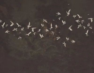 Delicate birds wall mural on a brown textured background