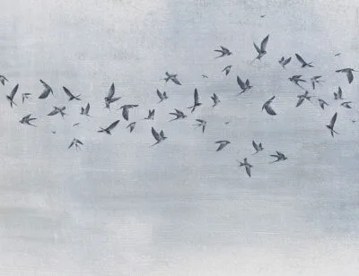 Designer wall mural with delicate birds on a blue textured background