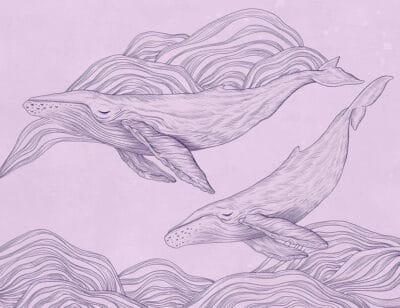 Linear illustrated whales wall mural on the purple background
