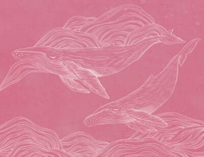 Linear illustrated whales wall mural on the pink background