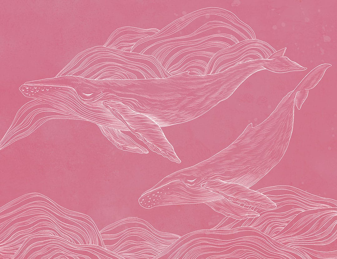 Linear illustrated whales wall mural on the pink background