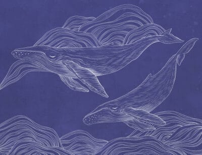 Linear illustrated whales wall mural on the navy blue background