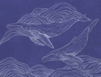 Linear illustrated whales wall mural on the navy blue background
