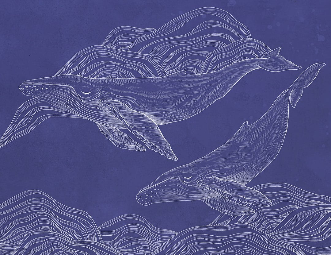 Linear illustrated whales wall mural on the navy blue background