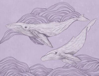 Cute illustrated whales wall mural on the purple background