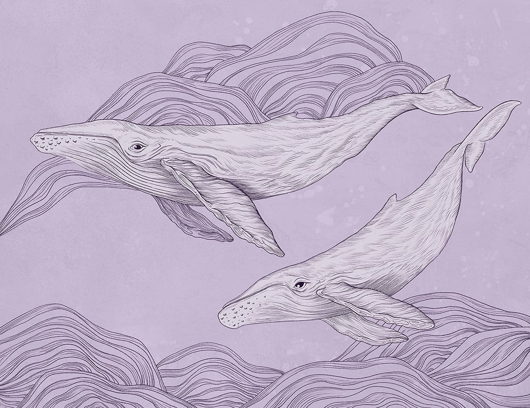 Cute illustrated whales wall mural on the purple background