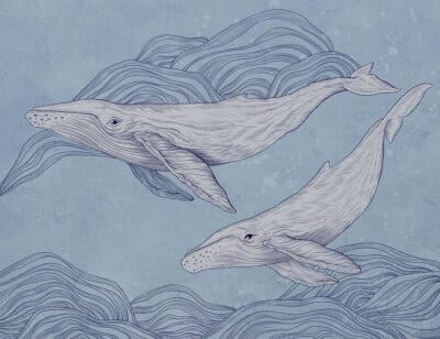Cute illustrated whales wall mural on the blue background